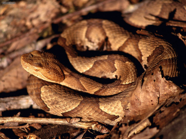 Brown snake curled up ground free wallpaper for desktop - medium preview image