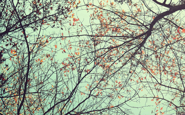 Red leaves blue sky clouds free wallpaper for desktop - medium preview image