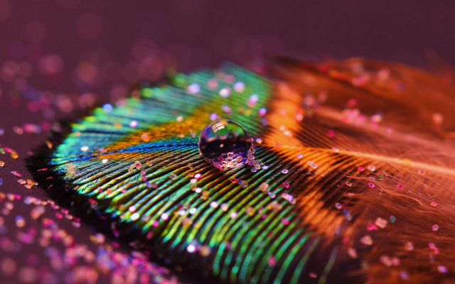 Colorful feather water drop purple free wallpaper for desktop - medium preview image