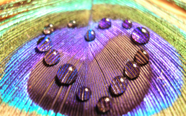 Peacock feather water drops macro free wallpaper for desktop - medium preview image