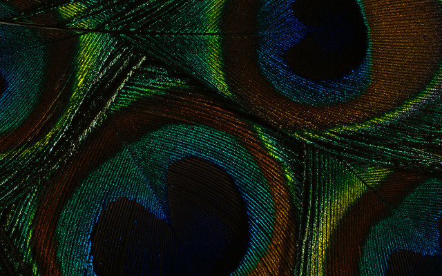 Peacock feathers blue green black free wallpaper for desktop - medium preview image
