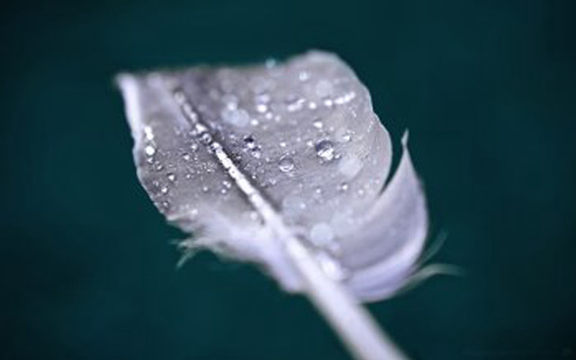 Feather water droplets table green free wallpaper for desktop - medium preview image