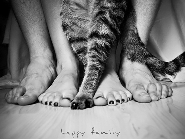 Cat sitting bed next to free wallpaper for desktop - medium preview image