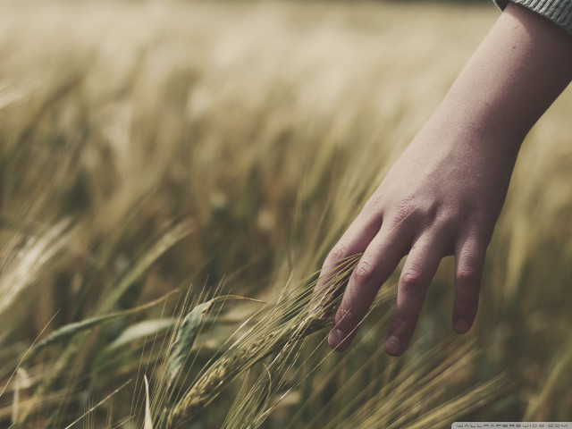 Hand reaching grain field wheat free wallpaper for desktop - medium preview image