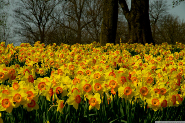 Yellow flowers trees gray sky free wallpaper for desktop - medium preview image