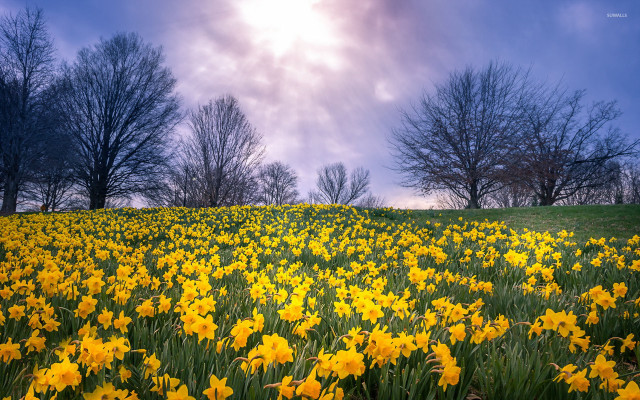 Yellow flowers trees blue sky #3 free wallpaper for desktop - medium preview image