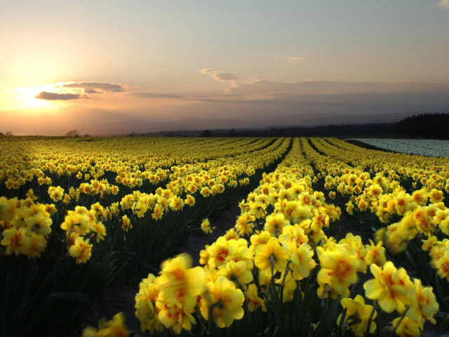 Yellow flower sunset green field free wallpaper for desktop - medium preview image