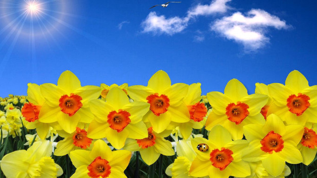 Yellow flowers blue sky bird free wallpaper for desktop - medium preview image