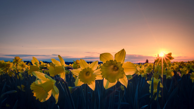Yellow flowers sunset clouds field #2 free wallpaper for desktop - medium preview image