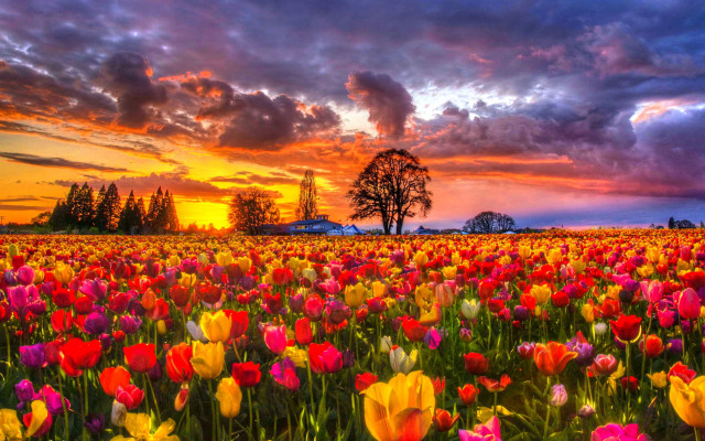 Field flowers sunset clouds sky #3 free wallpaper for desktop - medium preview image