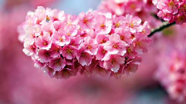 Pink flower cherry blossoms daisy free wallpaper for desktop - medium preview image