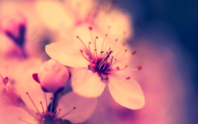 Flower macro blurry background sunset free wallpaper for desktop - medium preview image