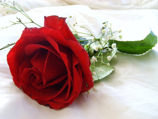 Red rose white sheet green free wallpaper for desktop - medium preview image