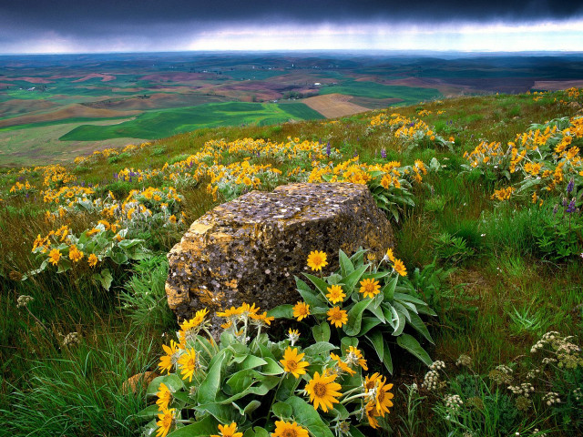 Wildflowers rock stormy sky field free wallpaper for desktop - medium preview image