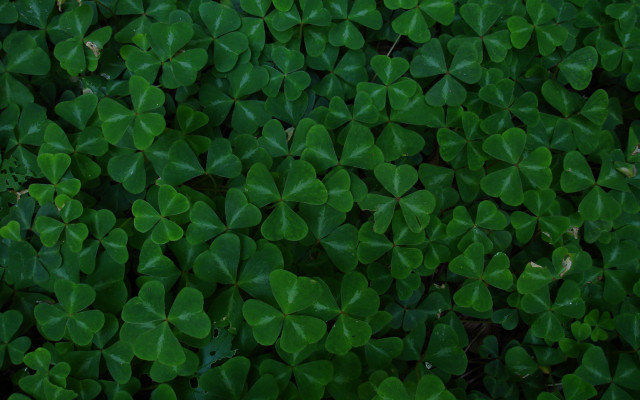 Green leaves growing together in #2 free wallpaper for desktop - medium preview image