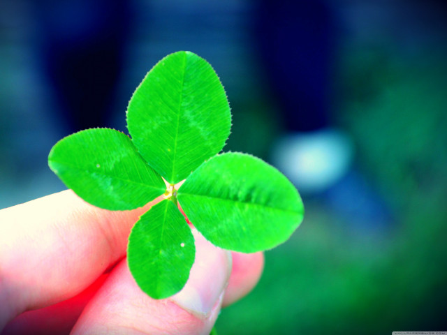 Person holding four leaf clover free wallpaper for desktop - medium preview image