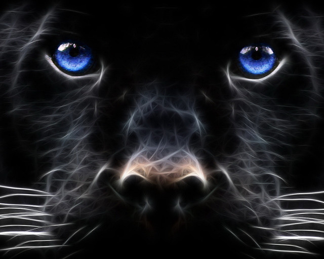 Black cat blue eyes night #2 free wallpaper for desktop - medium preview image