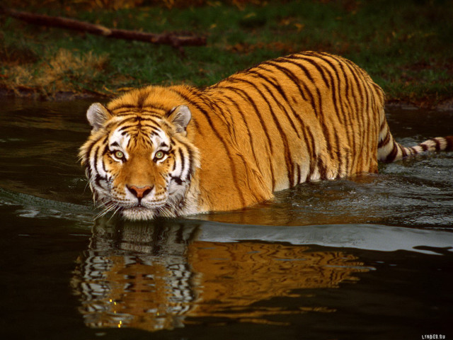 Tiger walking through water in #2 free wallpaper for desktop - medium preview image