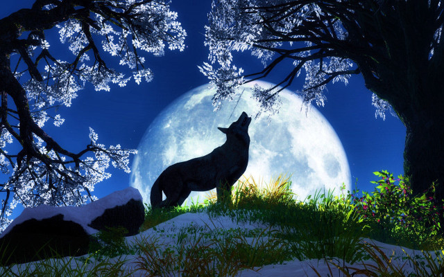 Wolf hill fullmoon snow trees free wallpaper for desktop - medium preview image