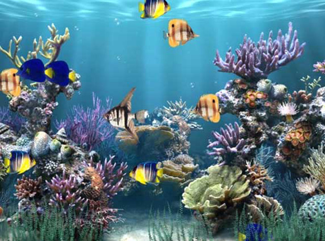 Large aquarium diverse fish colorful free wallpaper for desktop - medium preview image