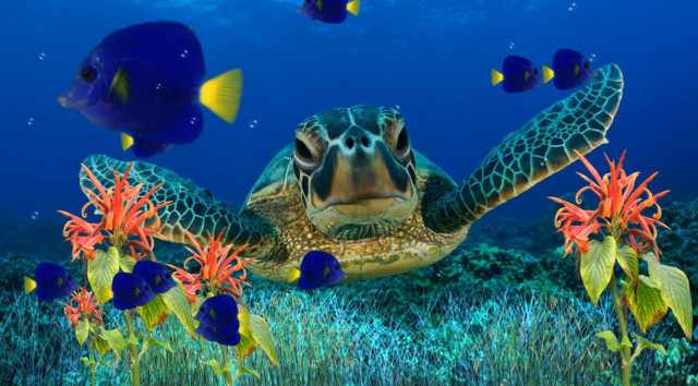Turtle swimming ocean fish corals #3 free wallpaper for desktop - medium preview image