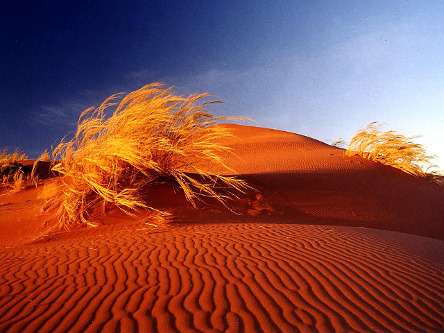 Grassy plant desert blue sky free wallpaper for desktop - medium preview image