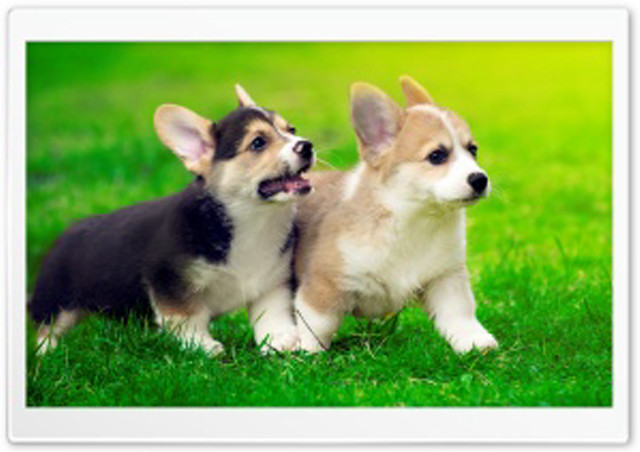 Small dogs standing grass together free wallpaper for desktop - medium preview image
