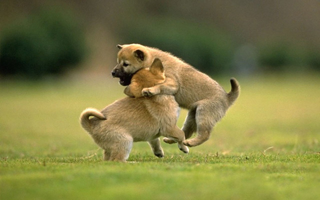 Dogs playing in field with free wallpaper for desktop - medium preview image