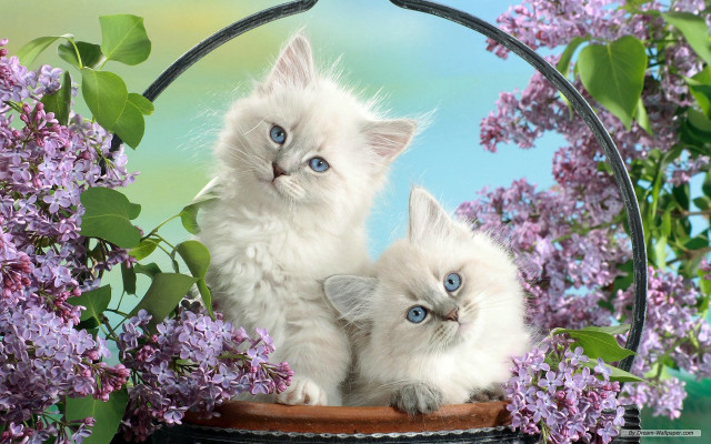 Two white kittens basket lilacs free wallpaper for desktop - medium preview image