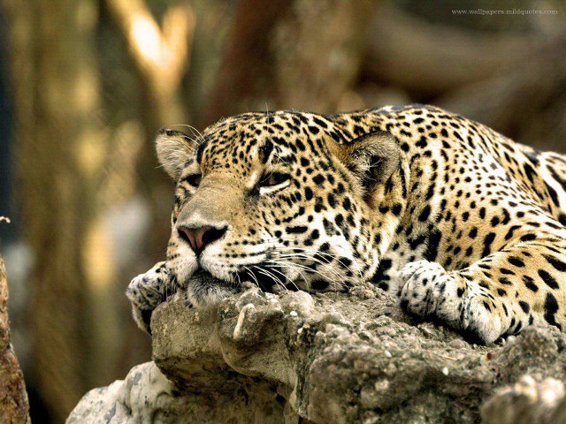 Leopard resting rock zoo enclosure free wallpaper for desktop - medium preview image