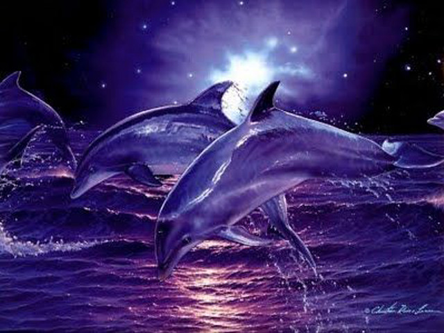 Dolphins jumping water night stars free wallpaper for desktop - medium preview image