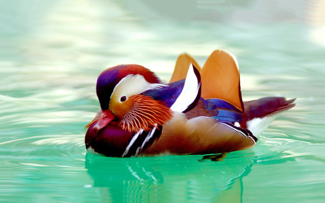 Colorful bird floating water forest free wallpaper for desktop - medium preview image
