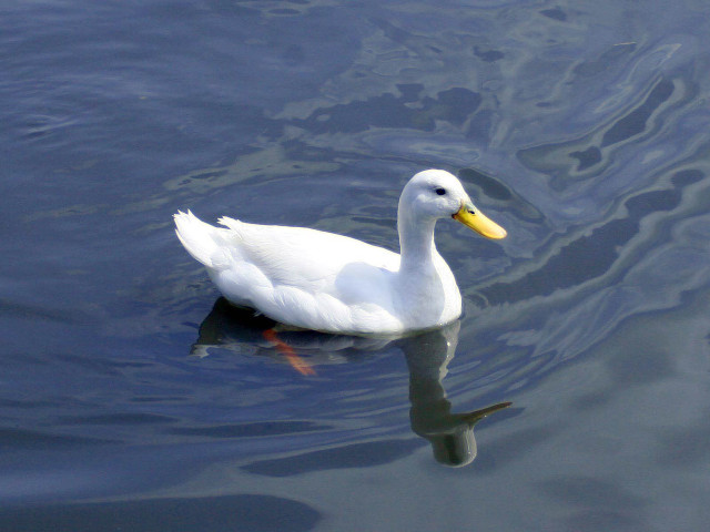 Duck floating water shoreline yellow #2 free wallpaper for desktop - medium preview image