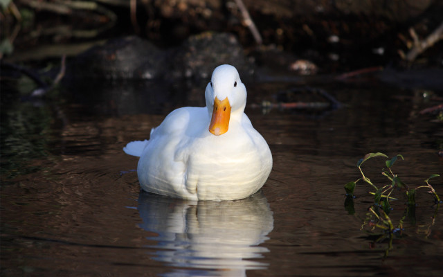 White duck floating water forest #2 free wallpaper for desktop - medium preview image