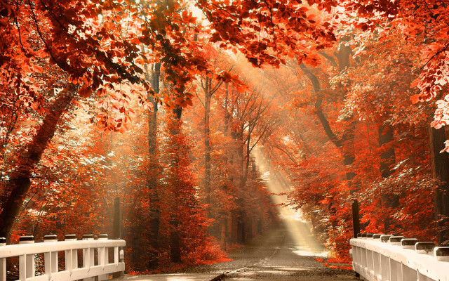 Road white fence red leaves #2 free wallpaper for desktop - medium preview image