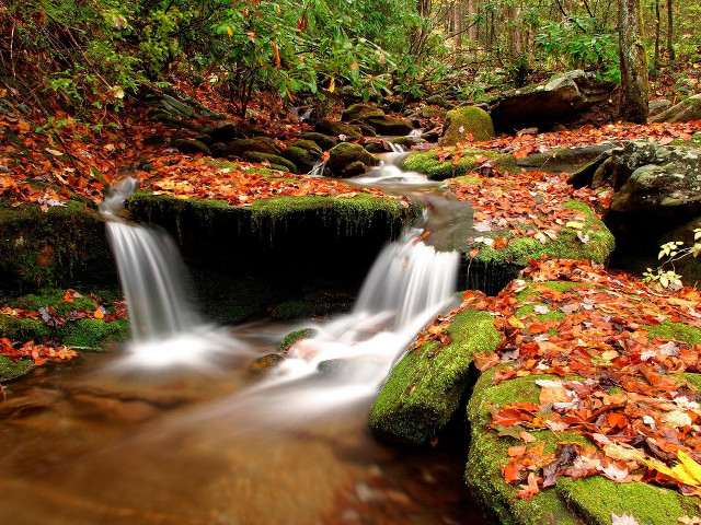 Forest stream water leaves rocks free wallpaper for desktop - medium preview image