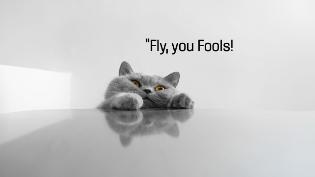Cat laying table caption fly free wallpaper for desktop - medium preview image