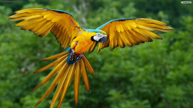 Colorful bird flying wings spread #8 free wallpaper for desktop - medium preview image