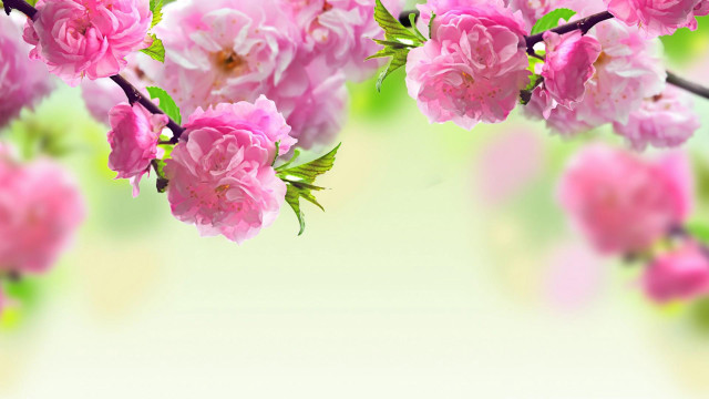 Pink flowers branch green leaves free wallpaper for desktop - medium preview image
