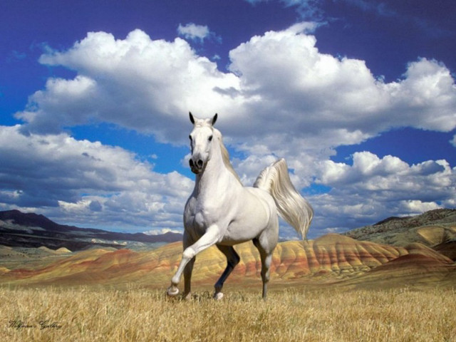 White horse running dry grass free wallpaper for desktop - medium preview image