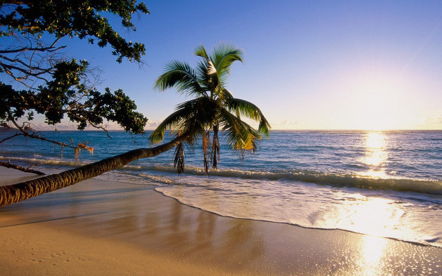 Palm tree beach sun person #2 free wallpaper for desktop - medium preview image