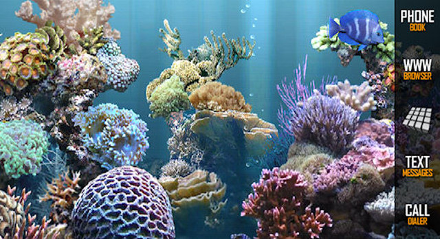 Coral reef fish swimming computer free wallpaper for desktop - medium preview image