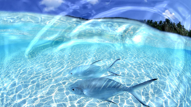 Fish swimming pool water sky #2 free wallpaper for desktop - medium preview image