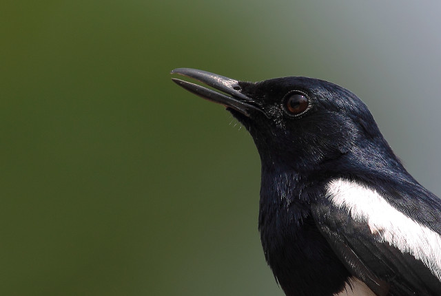 Black white bird macro green free wallpaper for desktop - medium preview image
