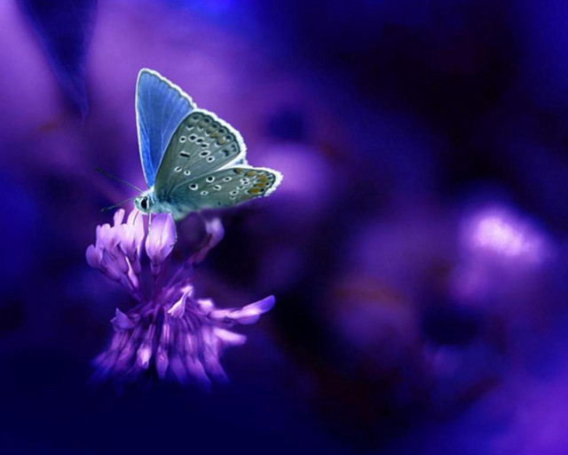 Blue butterfly purple flower field free wallpaper for desktop - medium preview image