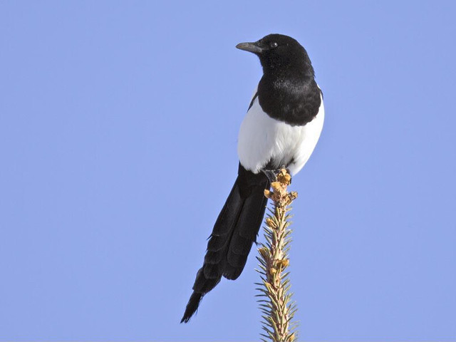 Black white bird plant blue free wallpaper for desktop - medium preview image