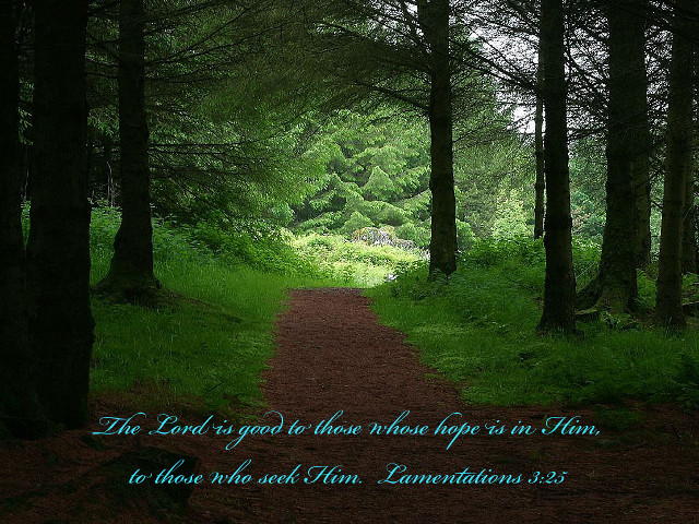 Path in woods bible verse free wallpaper for desktop - medium preview image