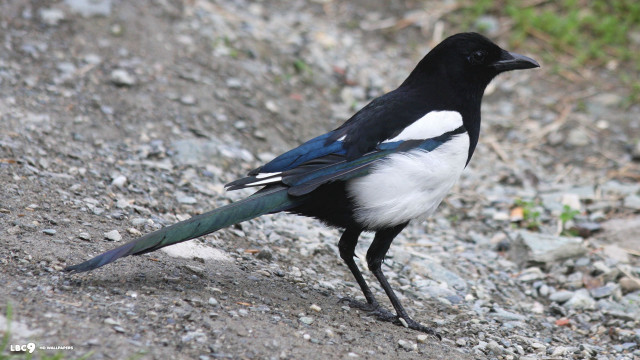 Black white bird gravel road free wallpaper for desktop - medium preview image