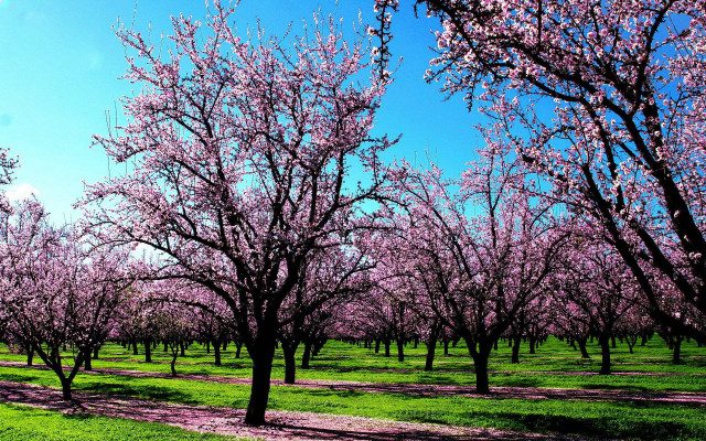 Field trees pink flowers path #2 free wallpaper for desktop - medium preview image
