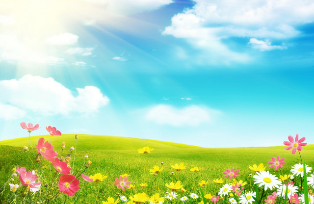 Field of flowers blue sky #9 free wallpaper for desktop - medium preview image